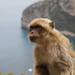 Wild-monkey-with-sea-view-in-the-background-captured-during-Elite-dOr-cultural-trip-to-Bejaia-Algeria